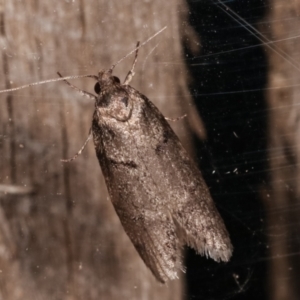 Oenochroa and Artiastis (genera) at Melba, ACT - 1 Mar 2021