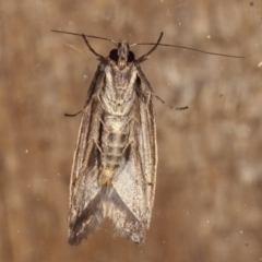 Oenochroa and Artiastis (genera) at Melba, ACT - 1 Mar 2021 09:18 PM