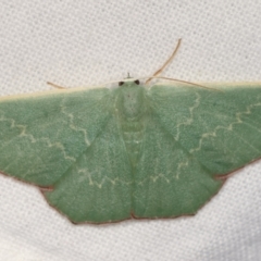 Prasinocyma semicrocea (Common Gum Emerald moth) at Melba, ACT - 1 Mar 2021 by kasiaaus