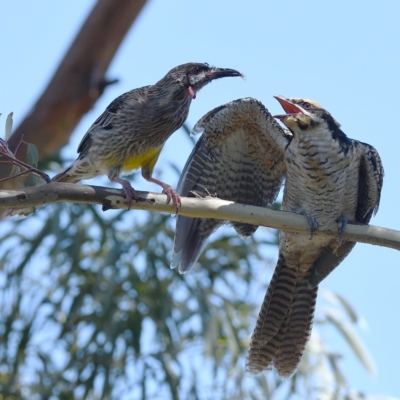 Eudynamys orientalis (Pacific Koel) at Kambah, ACT - 5 Mar 2021 by Marthijn