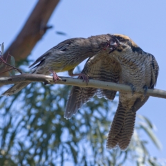 Eudynamys orientalis at Kambah, ACT - 5 Mar 2021 12:42 PM