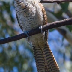 Eudynamys orientalis at Kambah, ACT - 5 Mar 2021