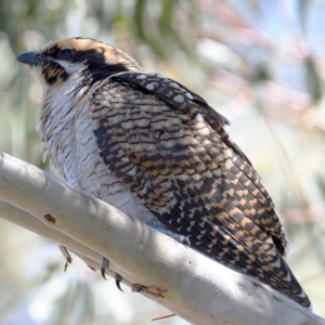 Eudynamys orientalis at Kambah, ACT - 5 Mar 2021 12:42 PM