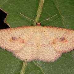 Epicyme rubropunctaria (Red-spotted Delicate) at Melba, ACT - 1 Mar 2021 by kasiaaus