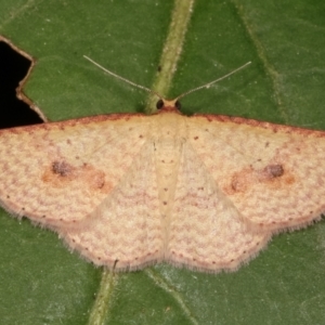 Epicyme rubropunctaria at Melba, ACT - 1 Mar 2021