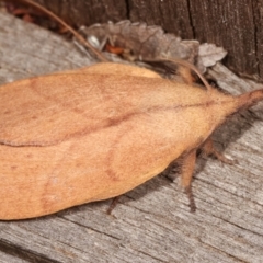 Pararguda nasuta (Wattle Snout Moth) at Melba, ACT - 1 Mar 2021 by kasiaaus