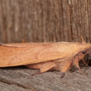 Pararguda nasuta at Melba, ACT - 1 Mar 2021 11:46 PM