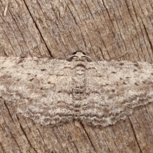 Psilosticha absorpta at Melba, ACT - 1 Mar 2021 10:59 PM