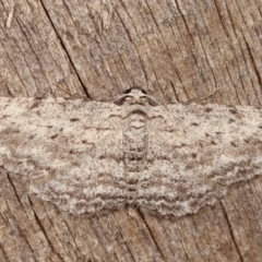 Psilosticha absorpta (Fine-waved Bark Moth) at Melba, ACT - 1 Mar 2021 by kasiaaus