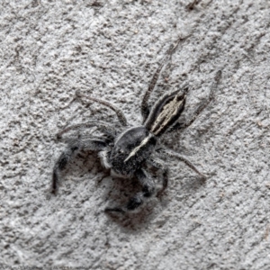 Ocrisiona leucocomis at Bruce, ACT - 5 Mar 2021