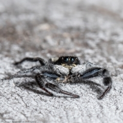 Ocrisiona leucocomis at Bruce, ACT - 5 Mar 2021