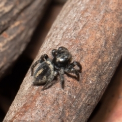 Salpesia (genus) (Salpesia Jumping Spider) at Bruce, ACT - 5 Mar 2021 by Roger