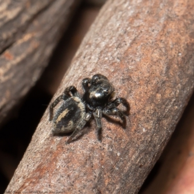 Salpesia sp. (genus) (Salpesia Jumping Spider) at Bruce, ACT - 5 Mar 2021 by Roger