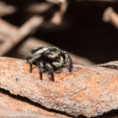 Salpesia sp. (genus) at Bruce, ACT - 5 Mar 2021