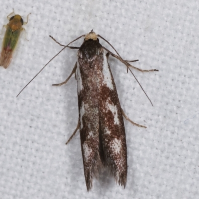 Palimmeces poecilella (A Concealer moth) at Melba, ACT - 1 Mar 2021 by kasiaaus