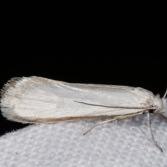 Philobota productella (Pasture Tunnel Moth) at Melba, ACT - 1 Mar 2021 by kasiaaus