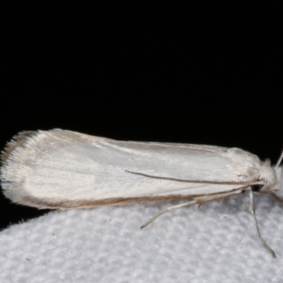 Philobota productella (Pasture Tunnel Moth) at Melba, ACT - 1 Mar 2021 by kasiaaus