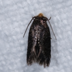 Nepticulidae (family) (Pigmy Moths) at Melba, ACT - 1 Mar 2021 by kasiaaus