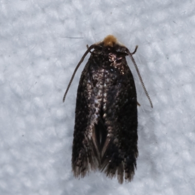 Nepticulidae (family) (Pigmy Moths) at Melba, ACT - 1 Mar 2021 by kasiaaus