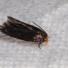 Nepticulidae (family) at Melba, ACT - 1 Mar 2021