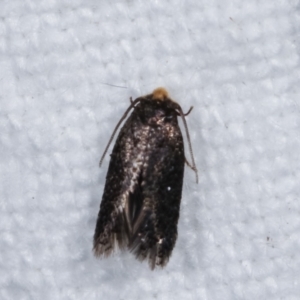 Nepticulidae (family) at Melba, ACT - 1 Mar 2021