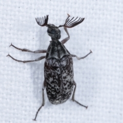 Ptilophorus persimilis (Ripiphorid beetle) at Melba, ACT - 1 Mar 2021 by kasiaaus