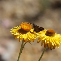 Dispar compacta (Barred Skipper) at ANBG - 4 Mar 2021 by Tammy