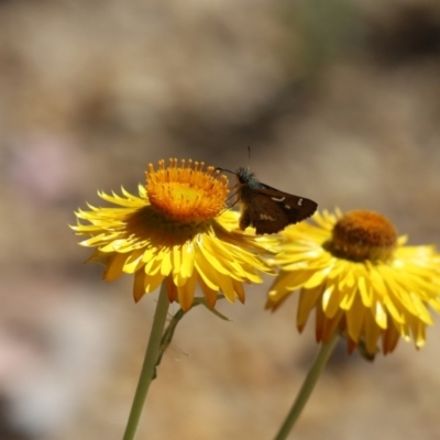 Dispar compacta (Barred Skipper) at Acton, ACT - 4 Mar 2021 by Tammy