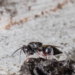 Chalcididae (family) (Unidentified chalcid wasp) at Bruce, ACT - 5 Mar 2021 by Roger