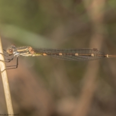 Austrolestes leda (Wandering Ringtail) at Black Mountain - 5 Mar 2021 by Roger