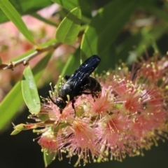 Scolia (Discolia) verticalis (Yellow-headed hairy flower wasp) at Acton, ACT - 5 Mar 2021 by Tammy