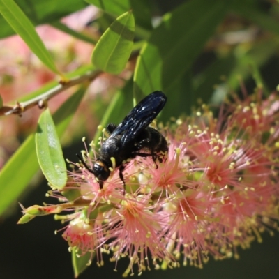 Scolia (Discolia) verticalis (Yellow-headed hairy flower wasp) at Acton, ACT - 5 Mar 2021 by Tammy