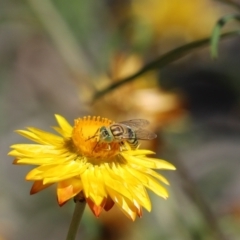 Bembix sp. (genus) (Unidentified Bembix sand wasp) at Acton, ACT - 4 Mar 2021 by Tammy