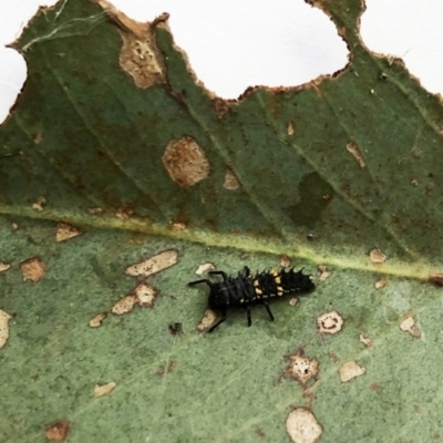 Harmonia conformis (Common Spotted Ladybird) at Hughes, ACT - 2 Mar 2021 by ruthkerruish