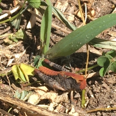 Austroicetes sp. (genus) (A grasshopper) at Tharwa Bridge - 4 Mar 2021 by NedJohnston