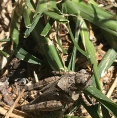 Pycnostictus sp. (genus) (A bandwing grasshopper) at Tharwa, ACT - 4 Mar 2021 by Ned_Johnston