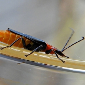 Chauliognathus tricolor at Crooked Corner, NSW - 5 Mar 2021