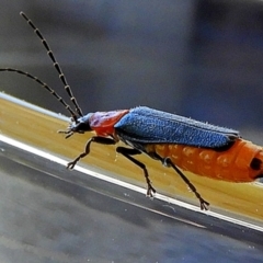 Chauliognathus tricolor at Crooked Corner, NSW - 5 Mar 2021