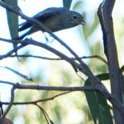 Pachycephala rufiventris (Rufous Whistler) at Red Hill to Yarralumla Creek - 4 Mar 2021 by Ct1000