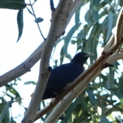 Eudynamys orientalis (Pacific Koel) at Red Hill to Yarralumla Creek - 4 Mar 2021 by Ct1000