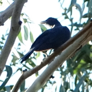 Eudynamys orientalis at Hughes, ACT - 5 Mar 2021 05:27 AM