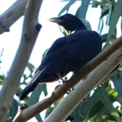 Eudynamys orientalis at Hughes, ACT - 5 Mar 2021