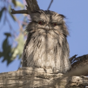 Podargus strigoides at Hawker, ACT - 5 Mar 2021