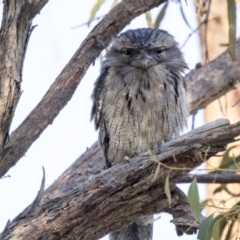 Podargus strigoides at Hawker, ACT - 5 Mar 2021 08:22 AM