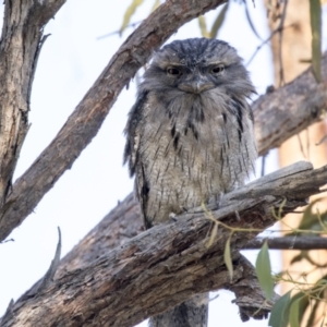 Podargus strigoides at Hawker, ACT - 5 Mar 2021 08:22 AM