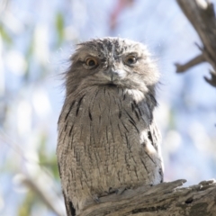 Podargus strigoides at Hawker, ACT - 5 Mar 2021