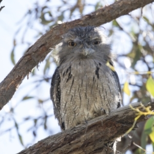 Podargus strigoides at Hawker, ACT - 5 Mar 2021 08:22 AM