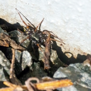 Zodariidae (family) at Googong, NSW - 4 Mar 2021 03:35 PM