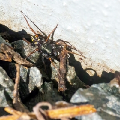 Lampona sp. (genus) at Googong, NSW - 4 Mar 2021 by WHall