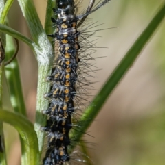 Nyctemera amicus (Senecio Moth, Magpie Moth, Cineraria Moth) at Googong, NSW - 5 Mar 2021 by WHall